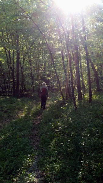 Balkan im Wald 2017